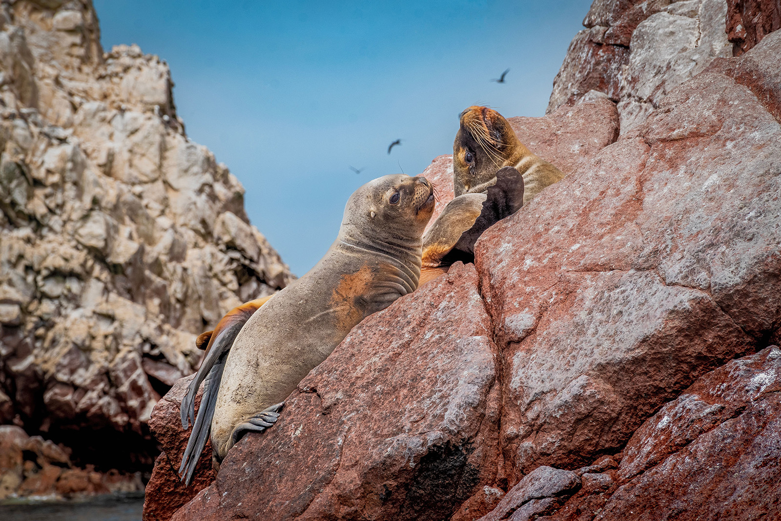 Peru Adventurer By Train 8 Days And 7 Nights